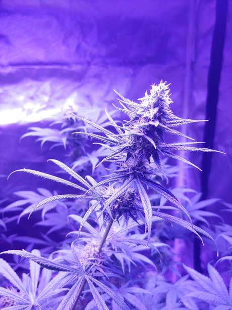 mountain man star exclusive pic