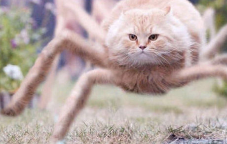 14k pretty star pics