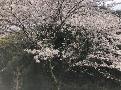 mihokodrive model nude pic