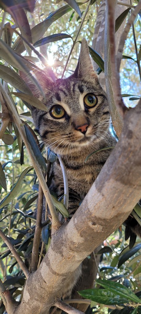 Go For Sho xxx star pics