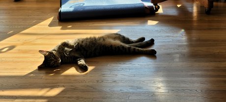 Go For Sho exclusive pornstar images