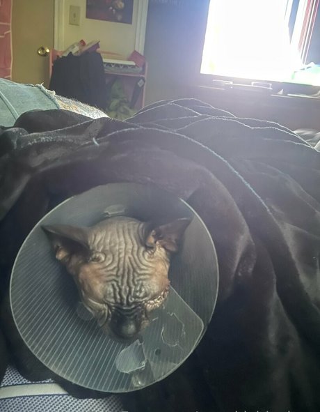 spookisideshow free star photos