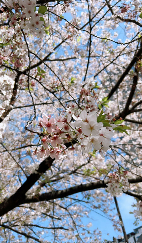 farrahabraham best model pic
