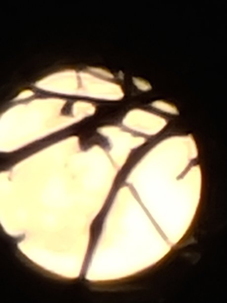 YourPalAl model naked photos