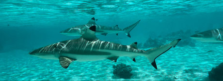 HotRiverGuy free model galleries