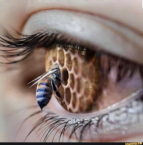 Toastmeister00 perfect pornstar pic