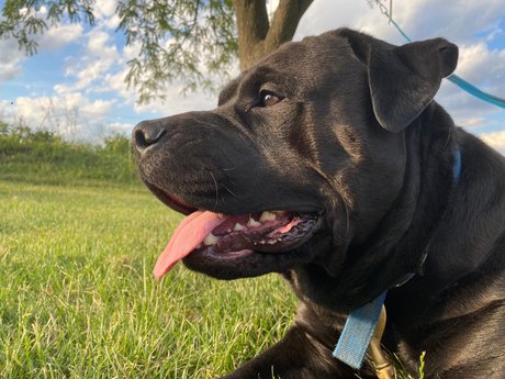 Mafia hot pornstar picture