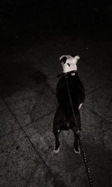 Maskedleo porn model picture