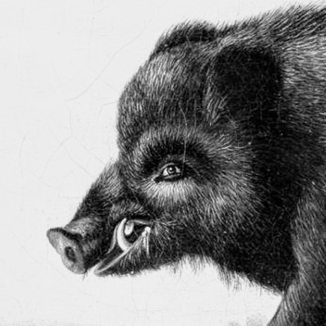 PerKoshon free star picture