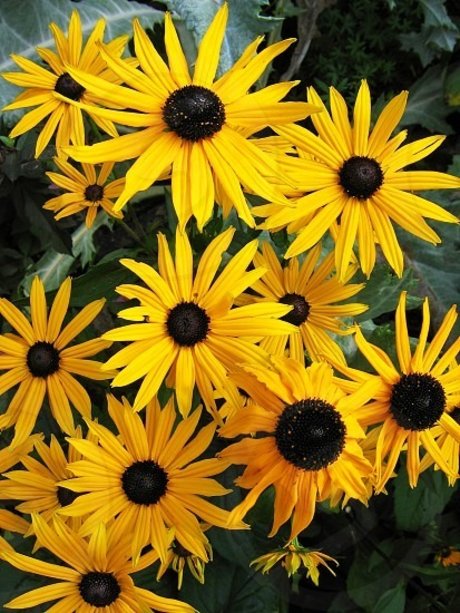 Feetship pornstar top photo