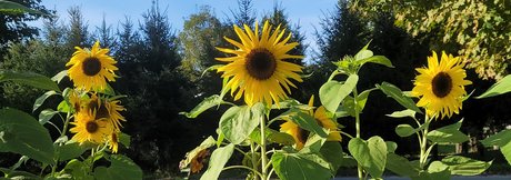 River Gray top model pics