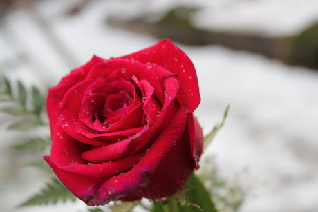 Lady Aerin high quality pornstar galleries