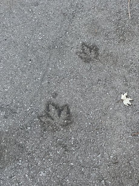 Devils baby sex model pictures