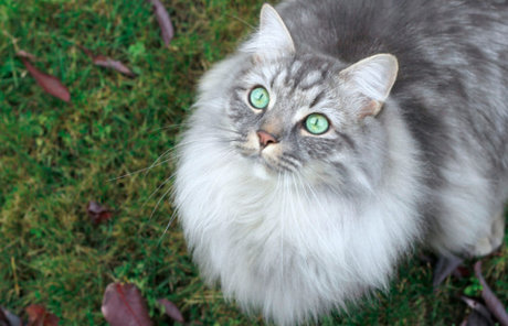 enchanted star exclusive archive