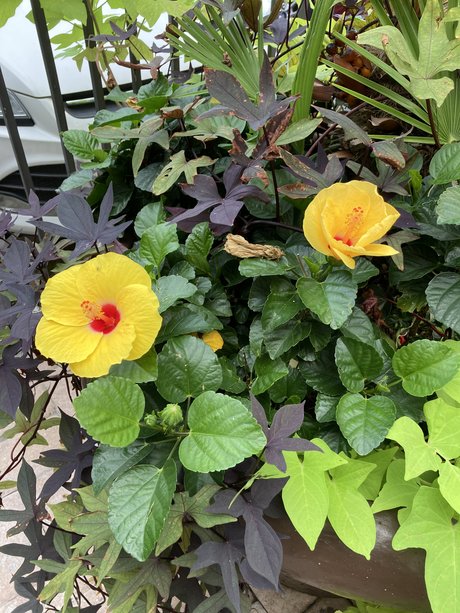 Mindy Hansley pornstar naked pic