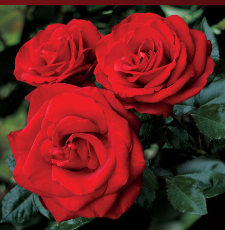 Rose Mystik star top pics