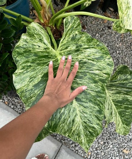 Plantbae pornstar nudes pictures