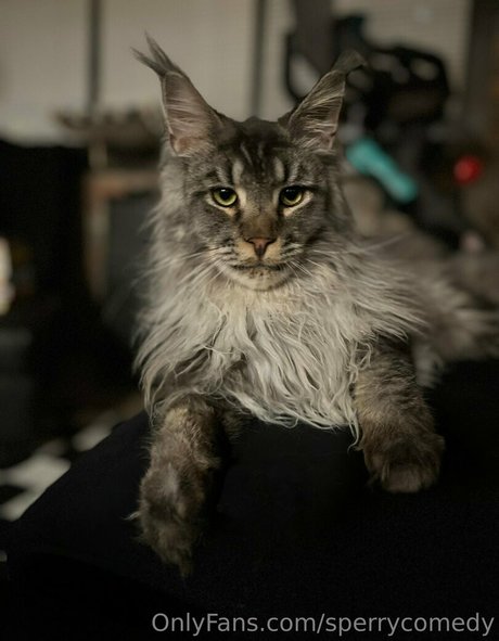 sperry69 pornographic actress img