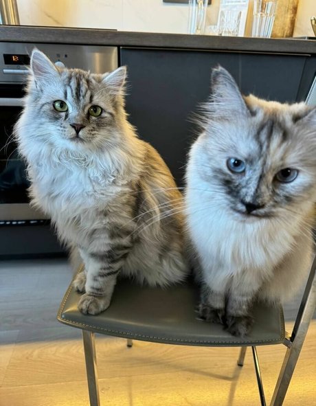 MonroCocos star nudes image