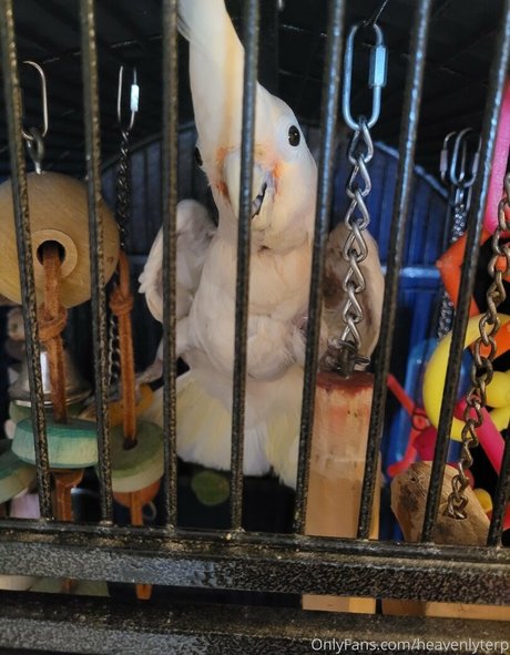 stars onlyfans porno picture