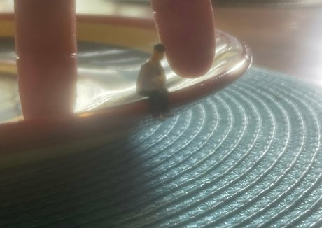 remifree pornstar free picture