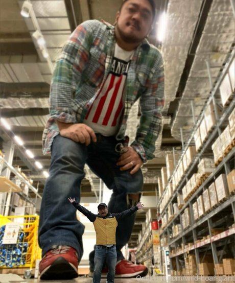 wild boar giant adult star images