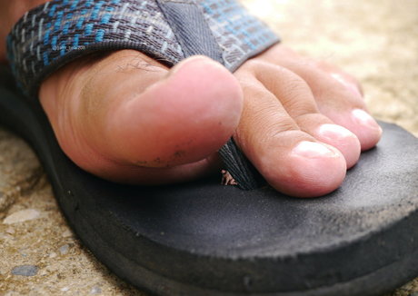 wild boar giant sex star pics