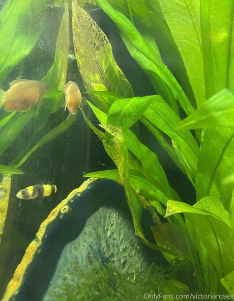 goddess onlyfans beautiful naked pics