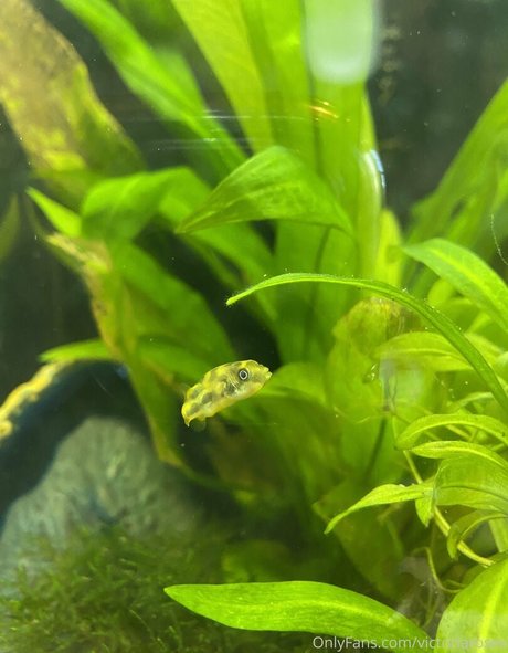 buffbandittfree sex model image