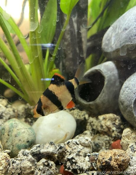 buffbandittfree pretty pornstar image