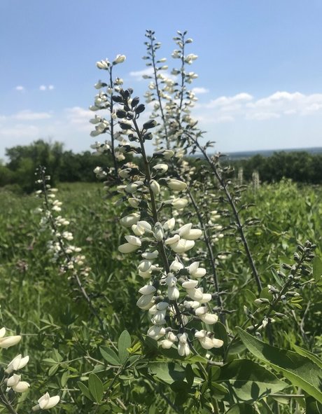 harperlane erotic star photo