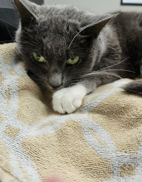 gooeychewycosplay model best picture