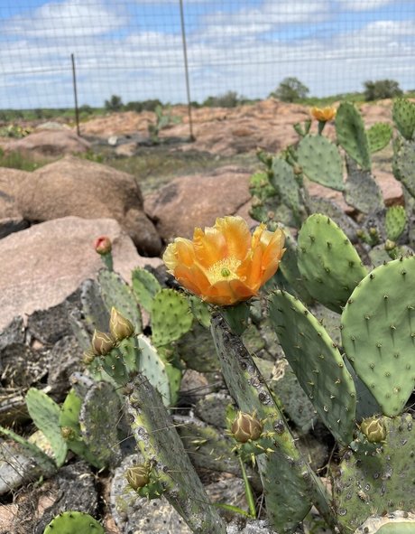 dreamer31 exclusive star images