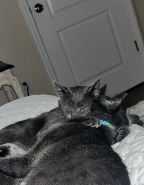 maddylovings model free image