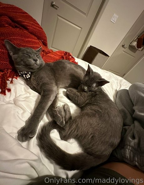 maddylovings art star img