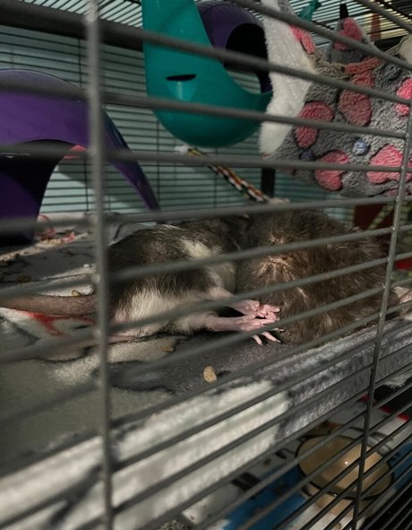 Kyoharu beautiful pornstar photo