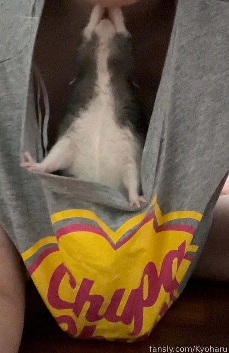 Kyoharu top star photo