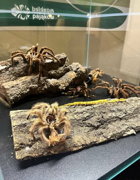 sco000oby girl sex star photos