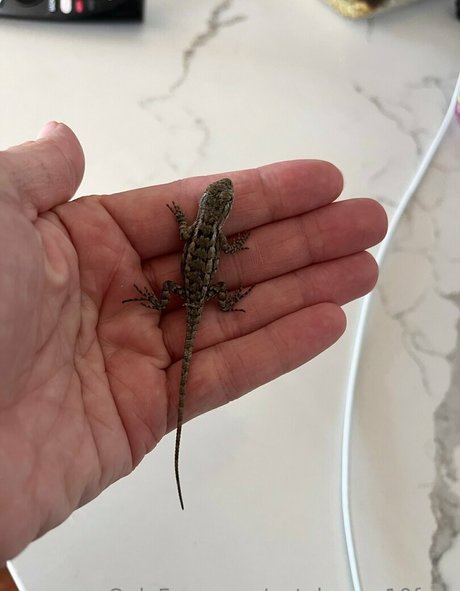 naty brown10 hot star pictures