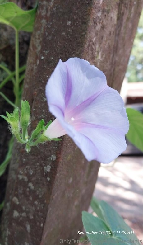 pinkplushieplants exclusive star pic