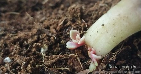 pinkplushieplants hd pornstar pic