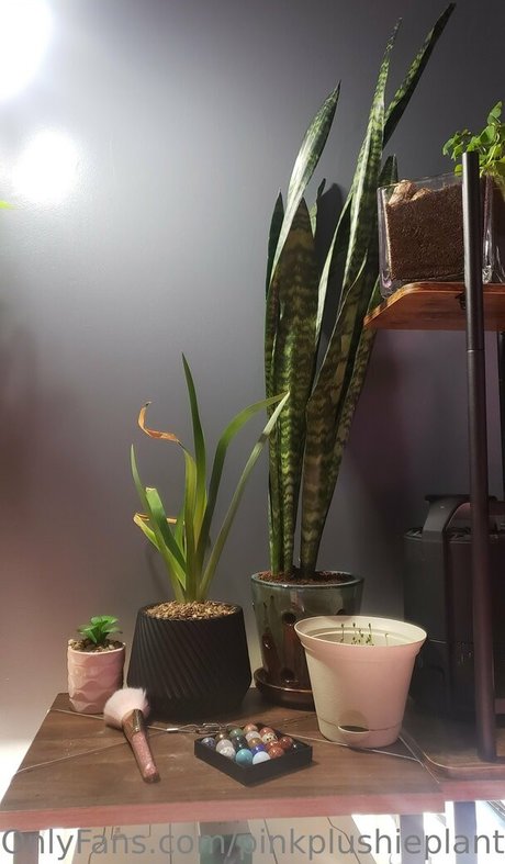 pinkplushieplants exclusive model galleries