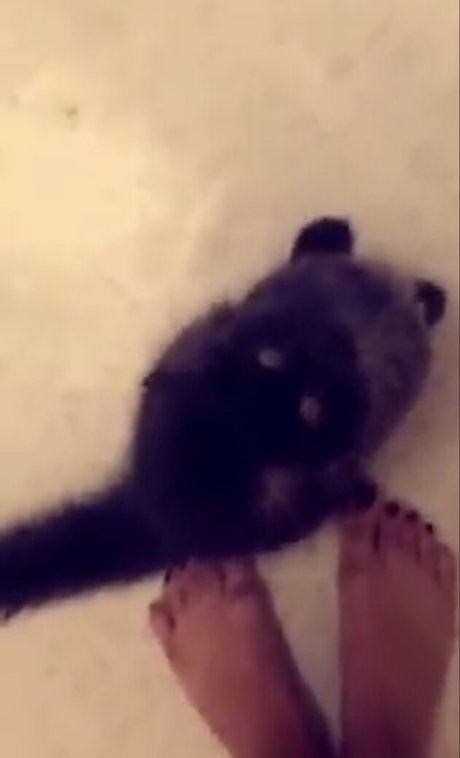 Trickywi star adult photos