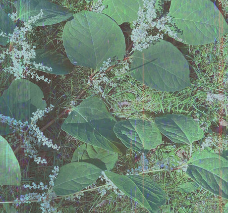 cedella01 nice model image