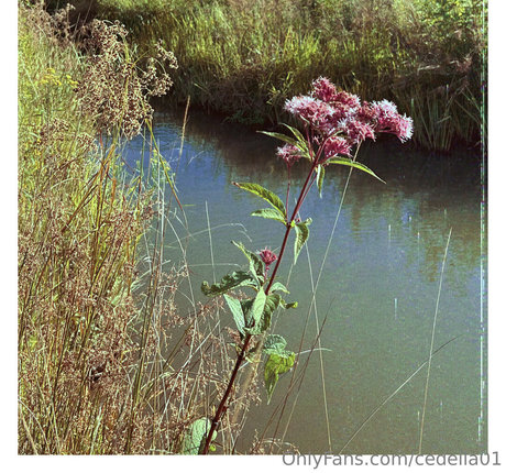 cedella01 model art pics