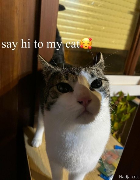 bunnynadja free pornstar pictures