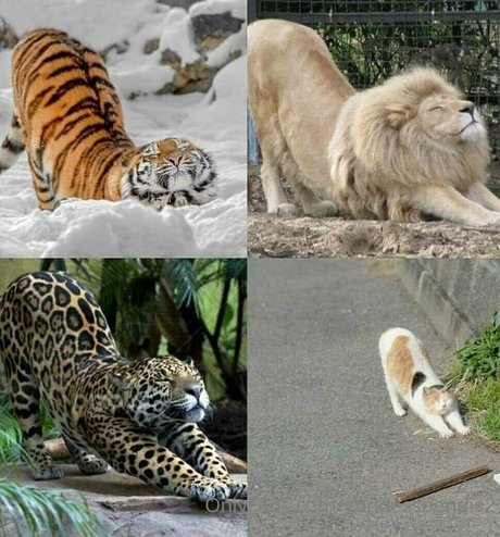 goddessbendis2 pornographic star photo