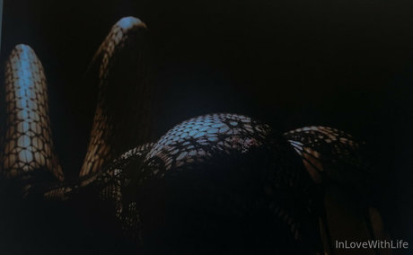 Miss Marie Elisabeth xxx pornstar archive