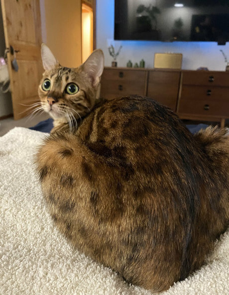 cartercruise star img