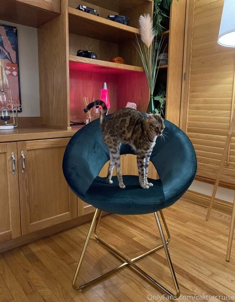 cartercruise erotic star picture